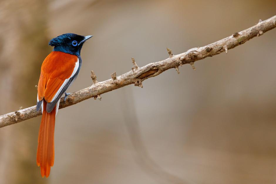 Graubrust-Paradiesschnäpper, African Paradise Flycatcher, African Paradise-Flycatcher, African Paradise-flycatcher, (Terpsiphone viridis), Tchitrec d' | Author: Profimedia