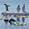Topljenje Antarktike i plastični otpad