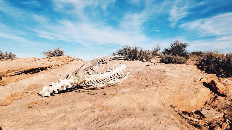 Životinjski kostur u pustinji