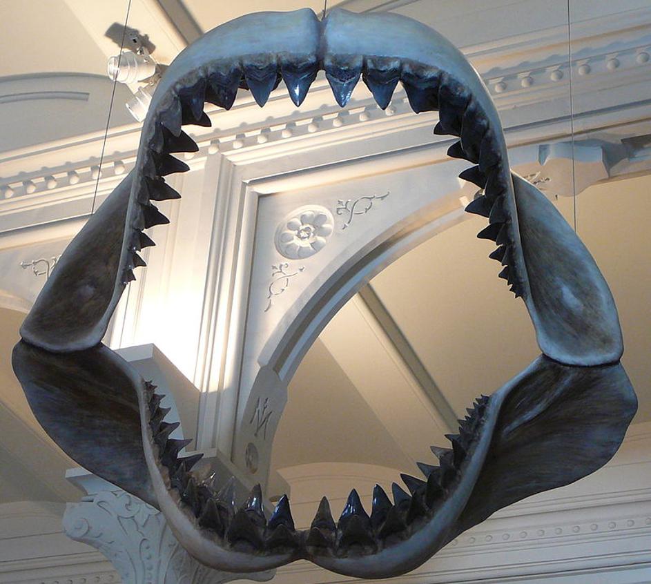 Megalodon - prahistorijski morski pas