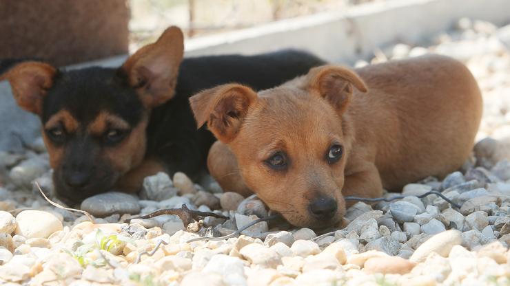 Psi iz azila u Koprivnici