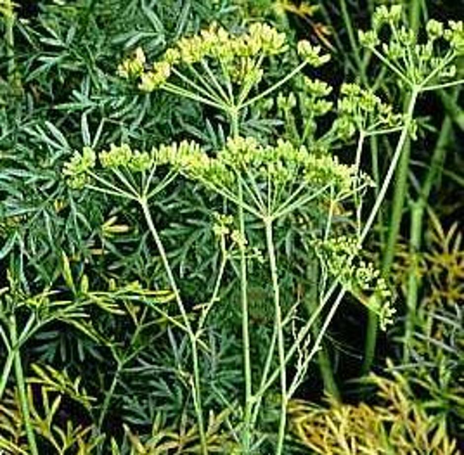 Blizak rođak biljke Silphium | Author: Wikimedia Commons