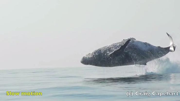 Grbavi kit iskače iz vode