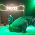 Italy: Sandra Orfei Circus in Palermo
