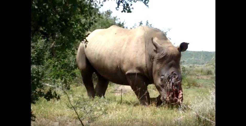 Nosorozima se režu rogovi i onda ih se pušta da uginu | Author: YouTube screenshot
