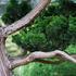 Chamaecyparis obtusa 'Nana Gracilis'. Hinoki cypress 'Nana Gracilis' tree foliage