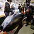 Fish market Tsukiji u Tokiju