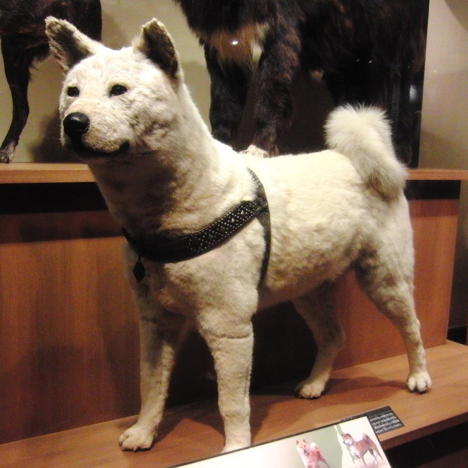 Hachiko, odani pas kojega štuje cijeli Japan, prepariran u muzeju | Author: Momotarou2012/Wikipedia/CC BY-SA 3.0