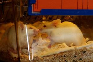 Laboratorijski miševi