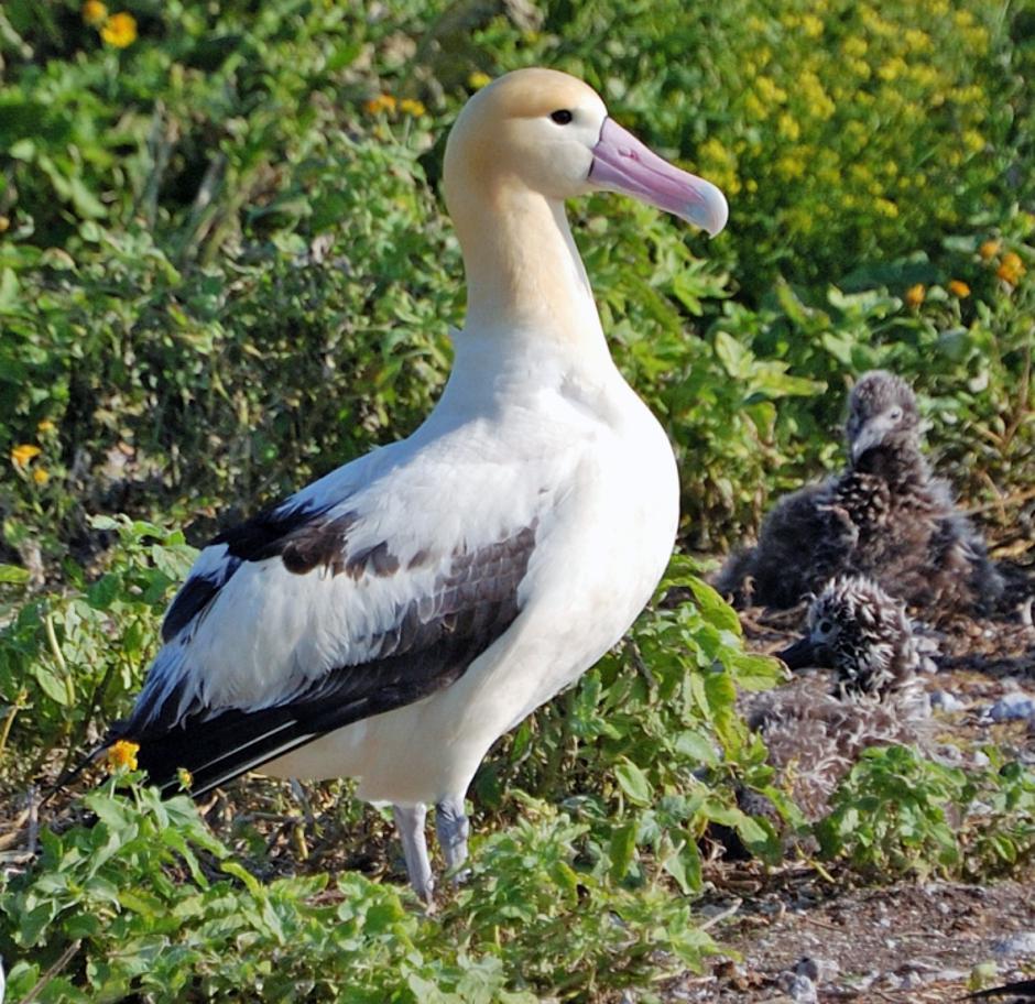 Albatros | Author: Wikipedia