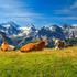 Krave u švicarskim Alpama
