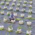 Farmers tend potted blueberry plants in east China's Zhejiang