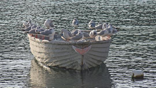 Pula: Galebovi uživaju u jutarnjem suncu