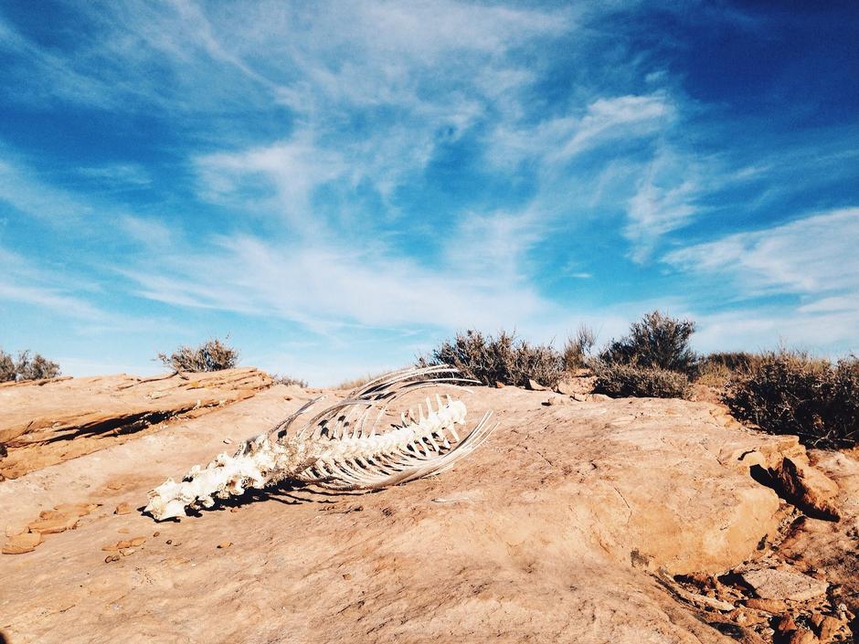Životinjski kostur u pustinji | Author: Pixabay