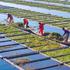 HANGZHOU, CHINA - DECEMBER 06: Aerial view of workers growing water celery (oenanthe javanica) on ecological floating be