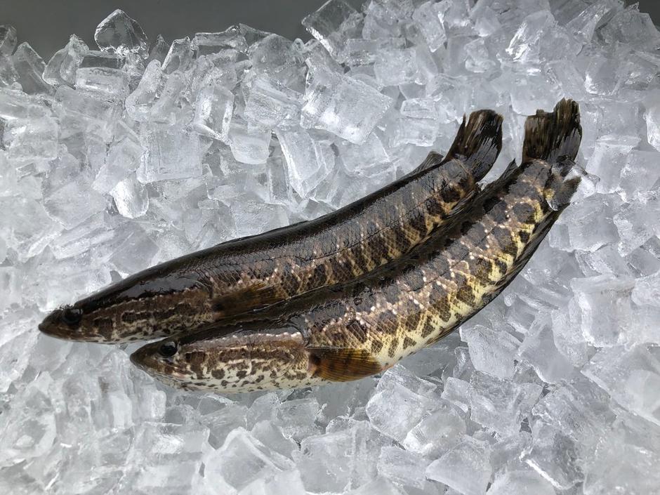 Zmijolika riba pronađena u SAD-u | Author: Georgia Department of Natural Resources