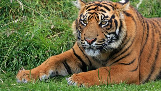 Tigar