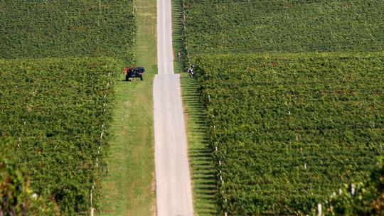 Vinogradi Belja