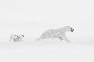 Breathtaking photograph of polar bear family locked in fierce Arctic snowstorm wins prestigious award