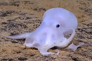 Hobotnica Casper