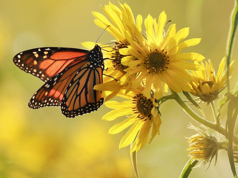 Monarch Butterfly in Iowa, Salix, USA - 24 Sep 2025