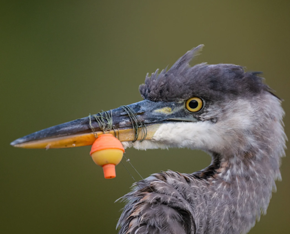  | Author: Foto: Kent Stuart/Bird Photographer of the year