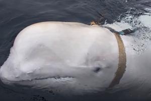Bijeli kit beluga uhvaćen u Norveškoj