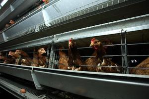 Zagreb: Tvornica za proizvodnju teku?ih pasteriziranih jaja