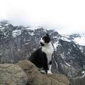 Misteriozna mačka koja je spasila planinara