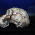 Australopithecus anamensis