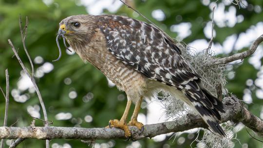 Animals Bird Of Prey Hawk Wildlife