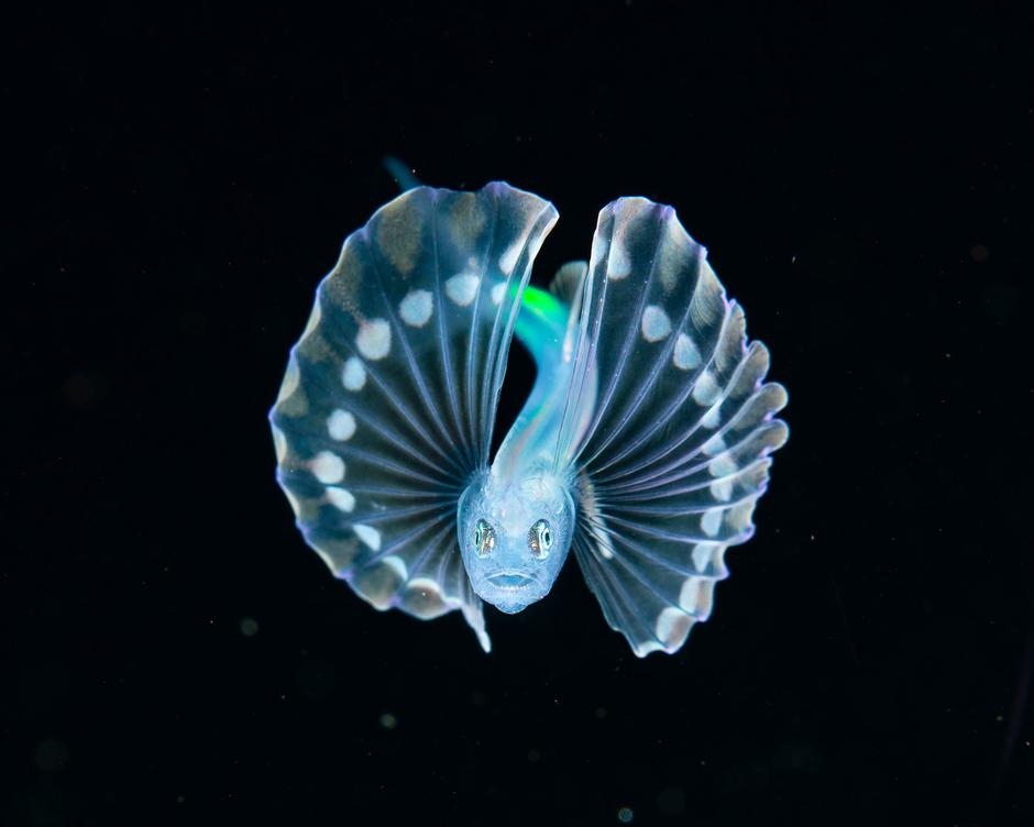 These tiny sea creatures look like they belong on another planet | Author: 