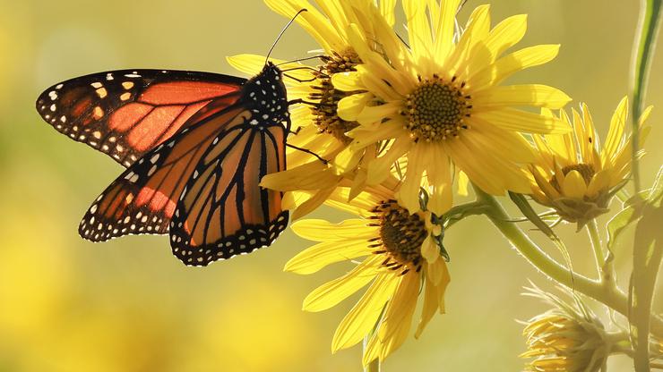 Monarch Butterfly in Iowa, Salix, USA - 24 Sep 2025