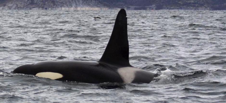 Orka ili kit ubojica | Author: Pcb21/Wikipedia