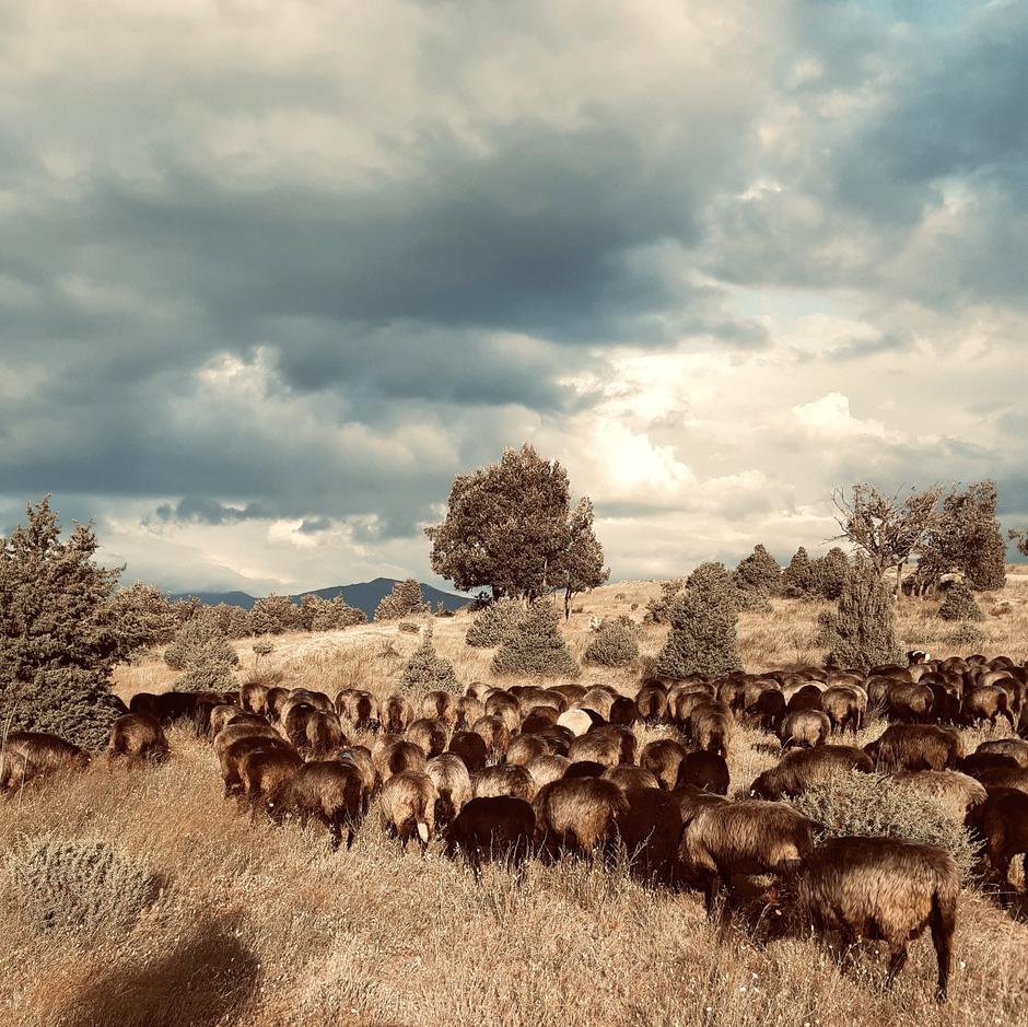  | Author: Kapka Kassabova