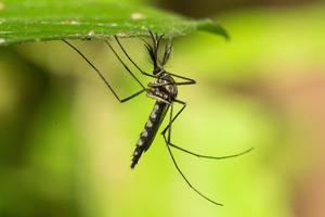 Insects In A Home Garden In Colombo, Sri Lanka - 16 Oct 2025