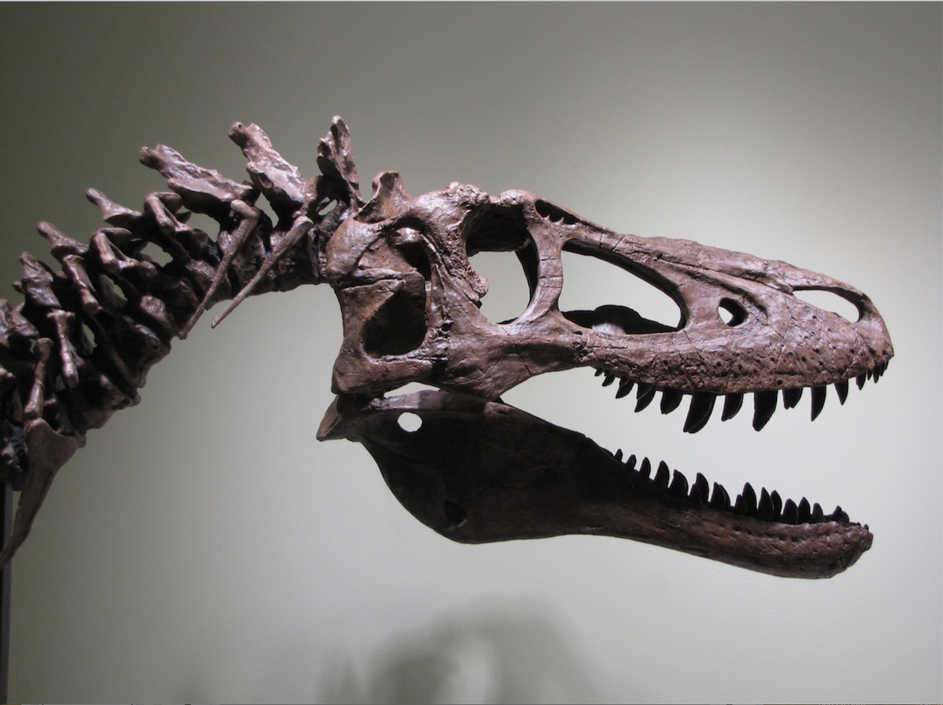 Fosilizirani kostur mladunčeta tiranosaura ponuđenog na eBayu