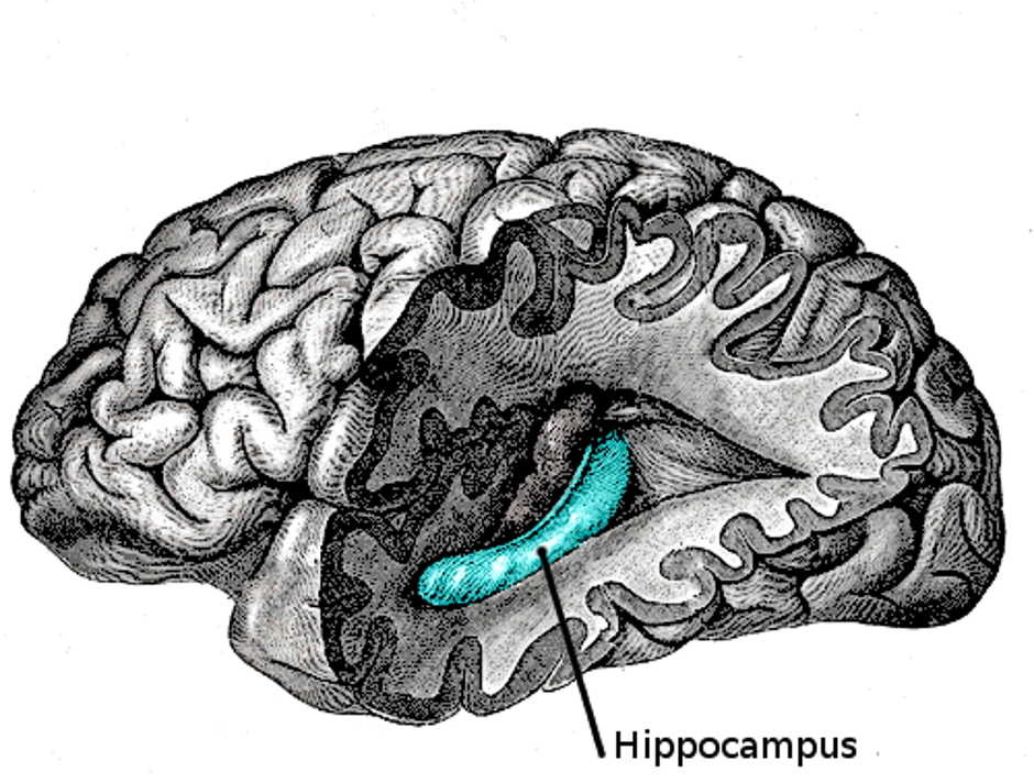Hipokampus | Author: public domain
