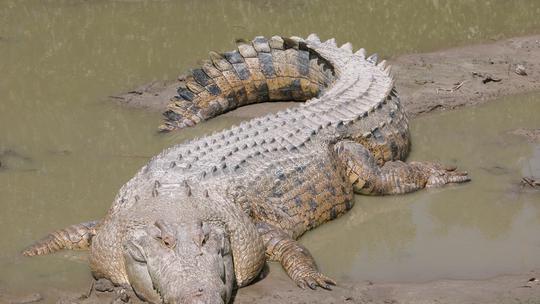 Nilski krokodil