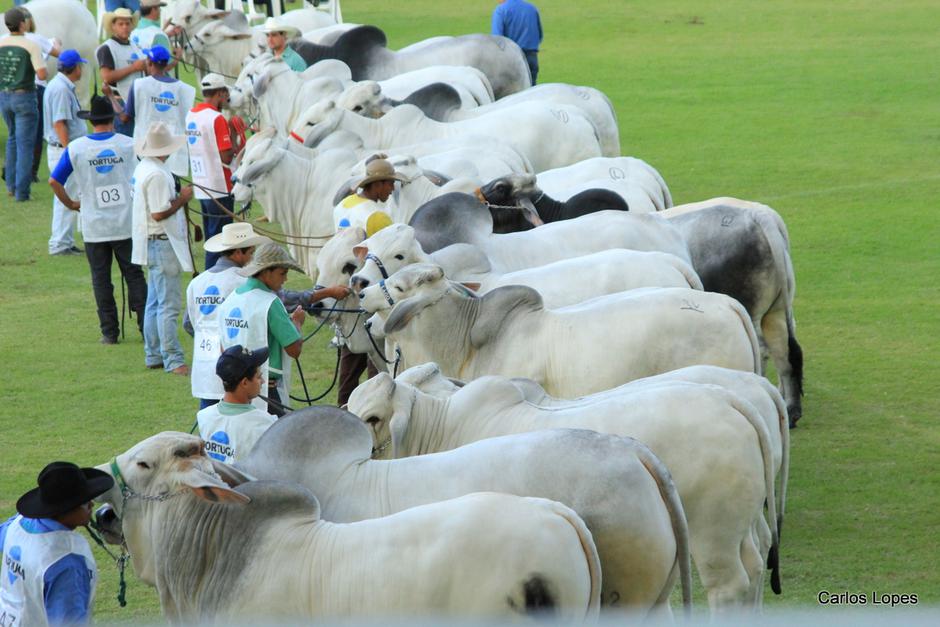 ExpoZebu, sajam brazilskih goveda | Author: Carlos Lopes/ CC BY-SA 2.0