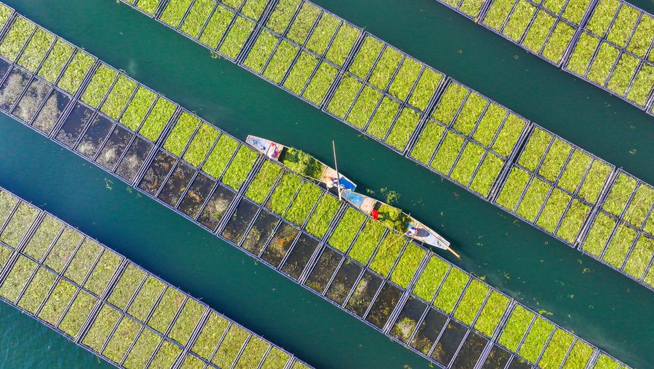 HANGZHOU, CHINA - DECEMBER 06: Aerial view of workers growing water celery (oenanthe javanica) on ecological floating be
