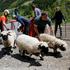Sheep arrive by helicopter in Wiler, near the town of Blatten, Switzerland