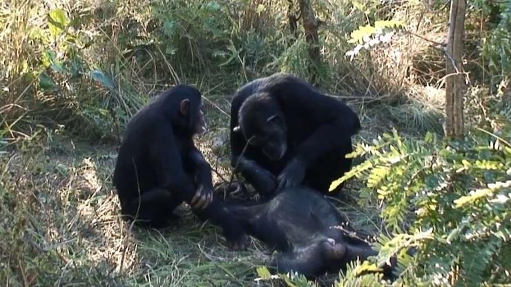 Ponašanje čimpanzi nakon smrti