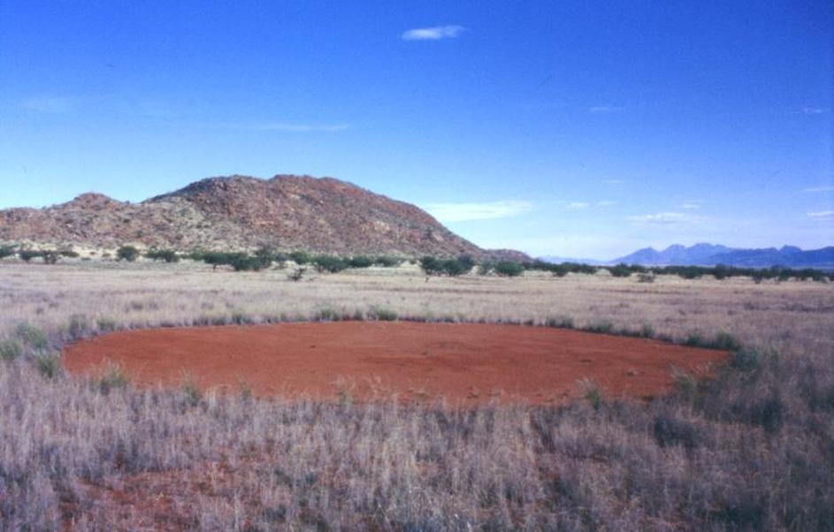 Vilinski krugovi u Namibijskoj pustinji