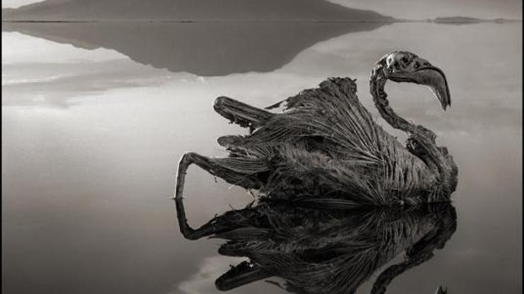 Mumificirane životinje s jezera Natron