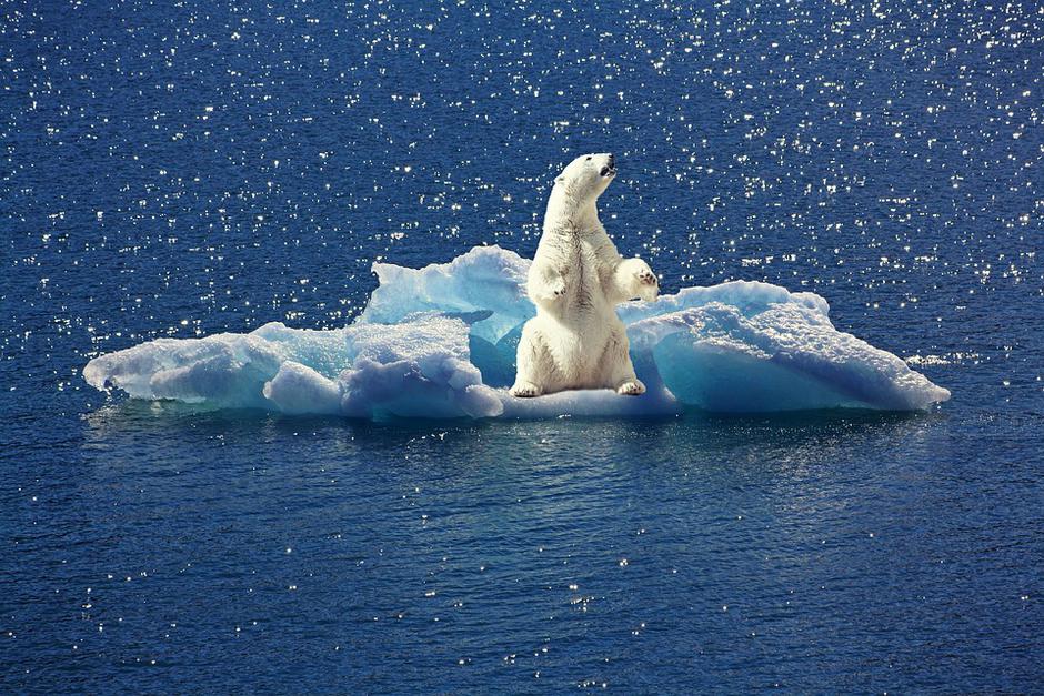 Polarni medvjed na santi koja se otapa | Author: Pixabay