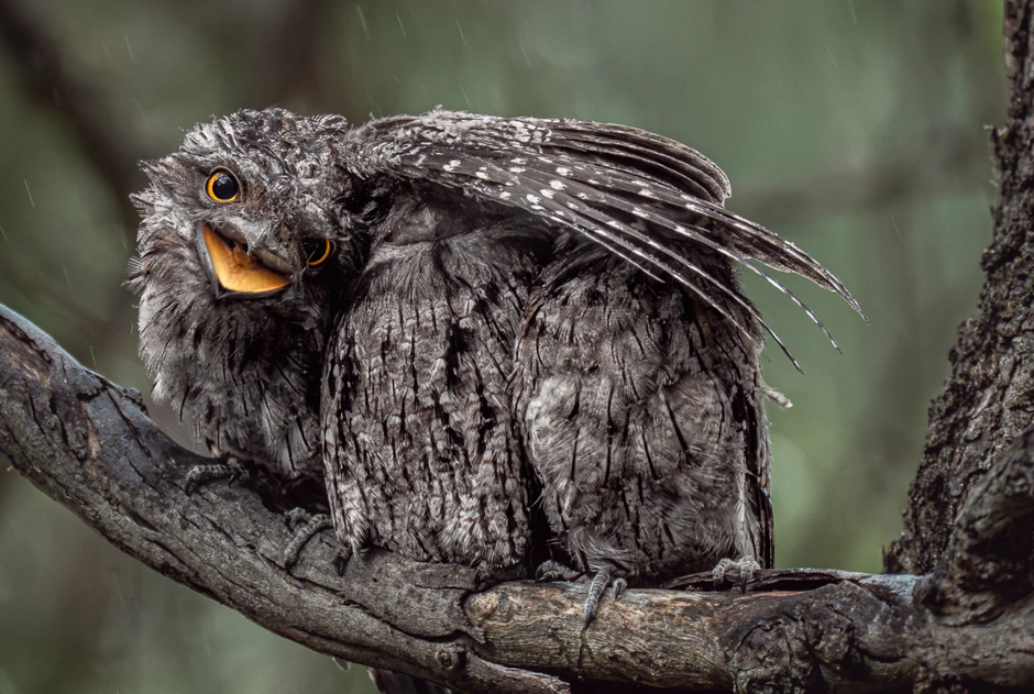  | Author: Foto: Donald Chin/Bird Photographer of the Year