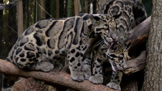 Oblačasti leopard umire od gladi jer mu je plijen pred izumiranjem