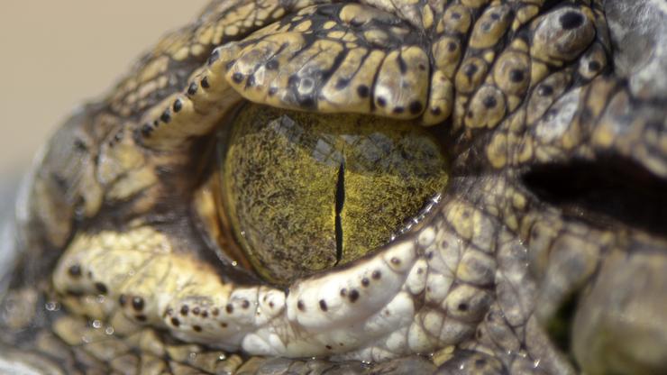 Oko krokodila