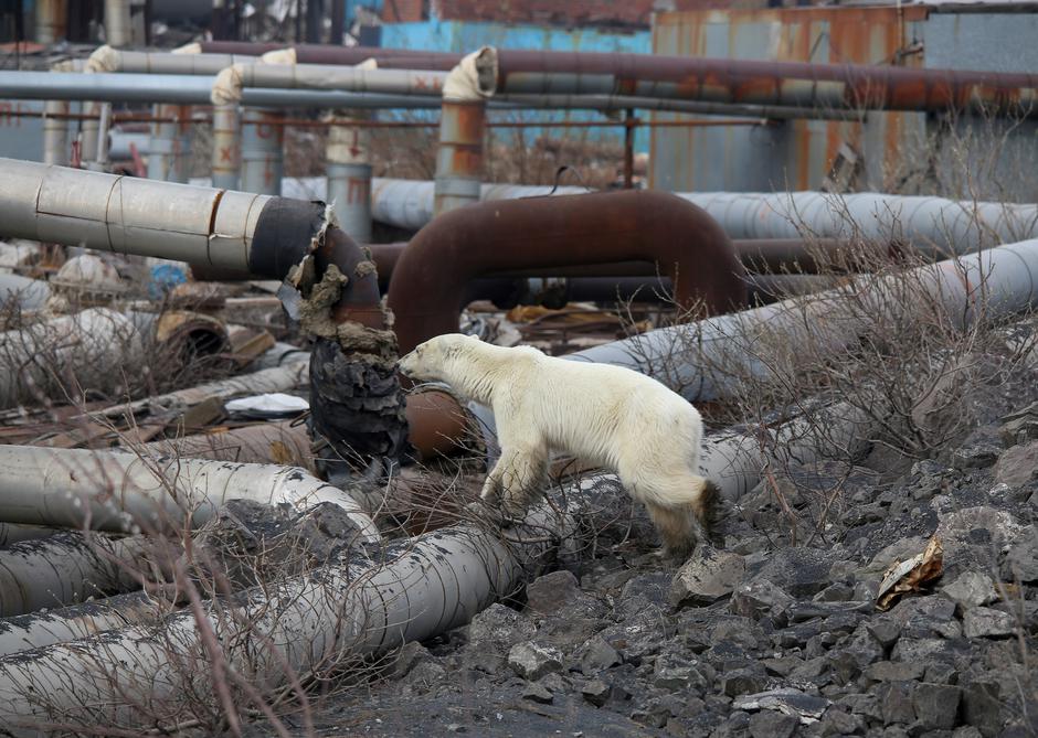 Polarna medvjedica u gradu traži hranu | Author: REUTERS